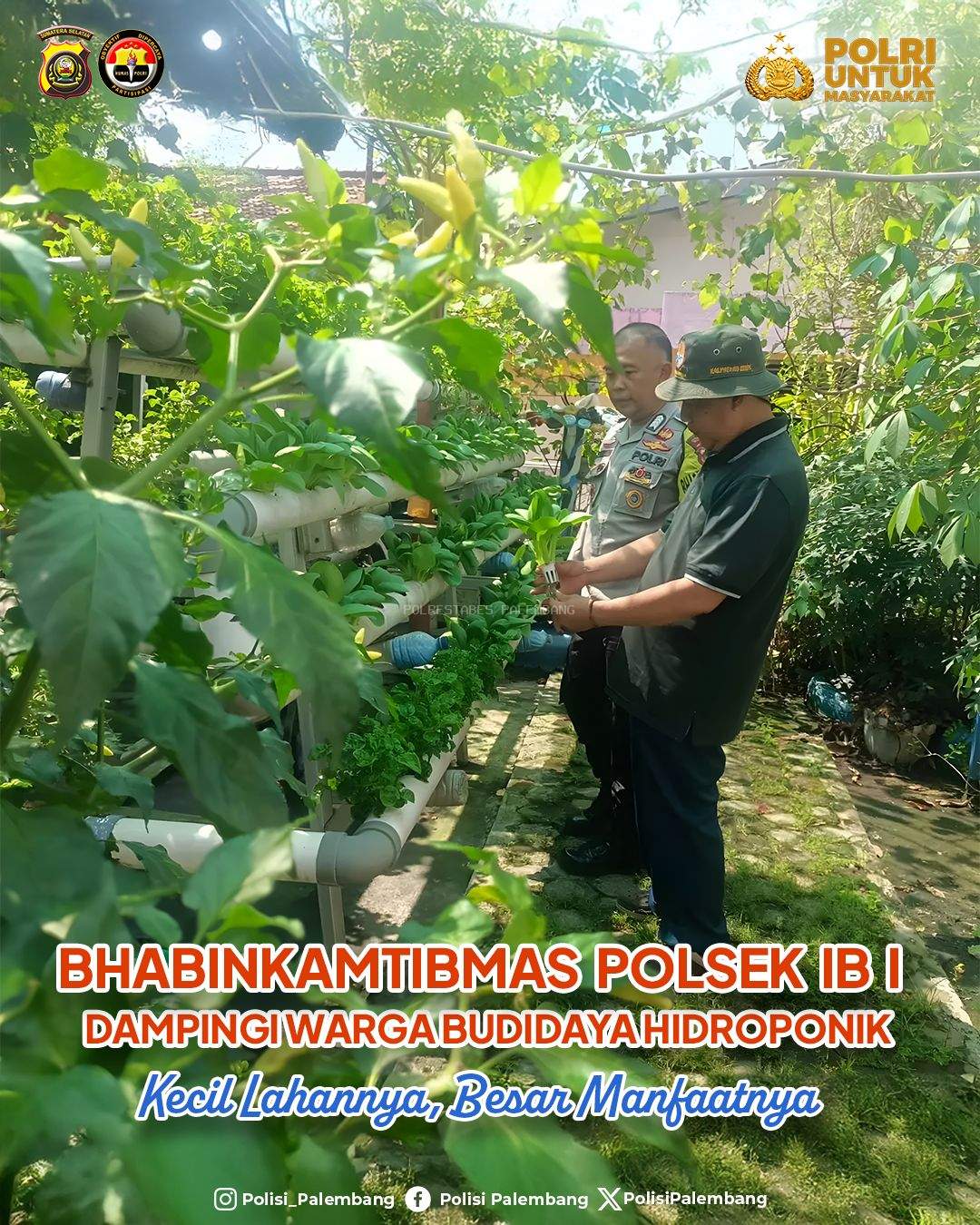 Bhabinkamtibmas Polsek IB I Dampingi Warga Budidaya Hidroponik: Kecil Lahannya, Besar Manfaatnya